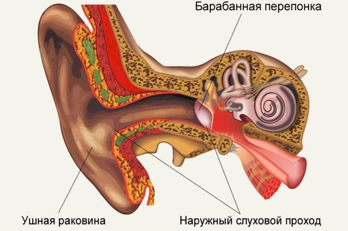 Какие бывают виды потери слуха?